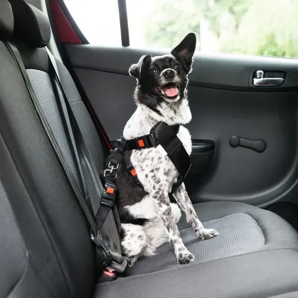 Viajar Seguro con tu Mascota