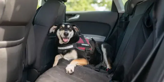 Viajar Seguro con tu Mascota en auto