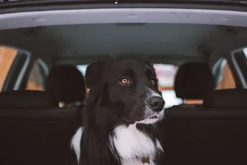 Bienestar Animal Automotriz lleva a tu mascota con seguridad