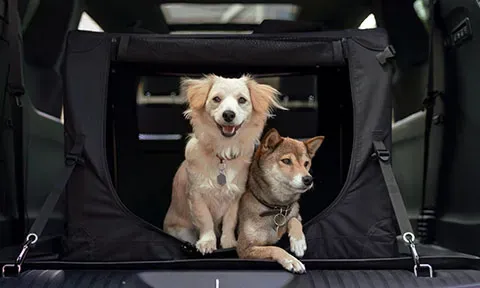 accesorios Mopar para mascotas lleva a tu mascota segura