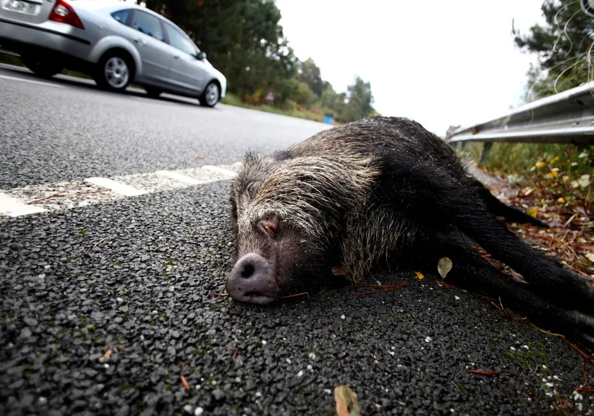 Imagen muetra un llamado de conciencia sobre el prevenir accidentes con Jabalís