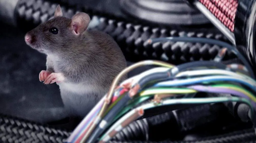 El truco para detectar si las ratas se cuelan en tu coche