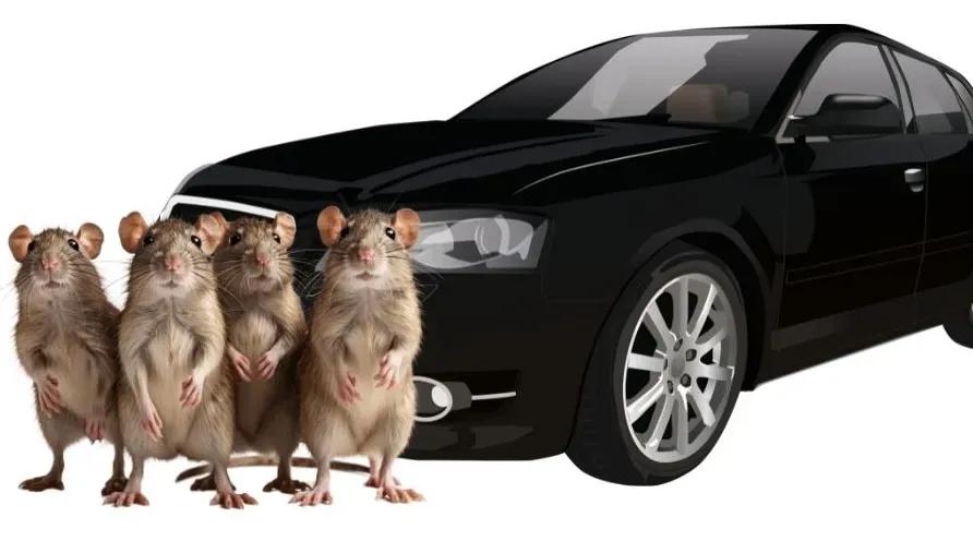 Roedores en tu Coche Prevención
