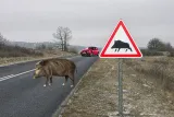 Imagen Refleja a un Jabalín en la Carretera con un aviso para precaución