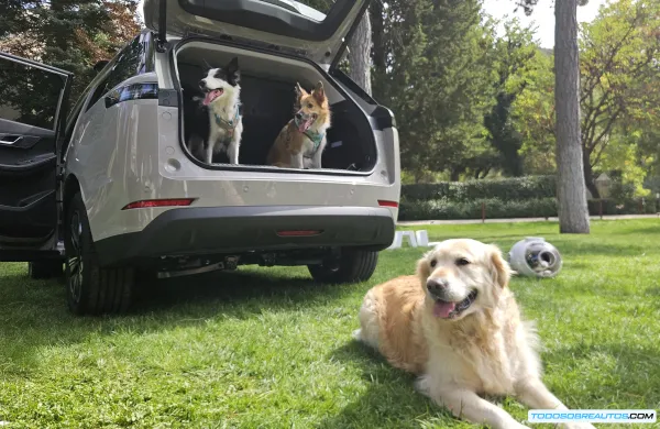Jaecoo 5: ¿El SUV Ideal para Mascotas? Análisis de sus Funciones 'Pet-Friendly'